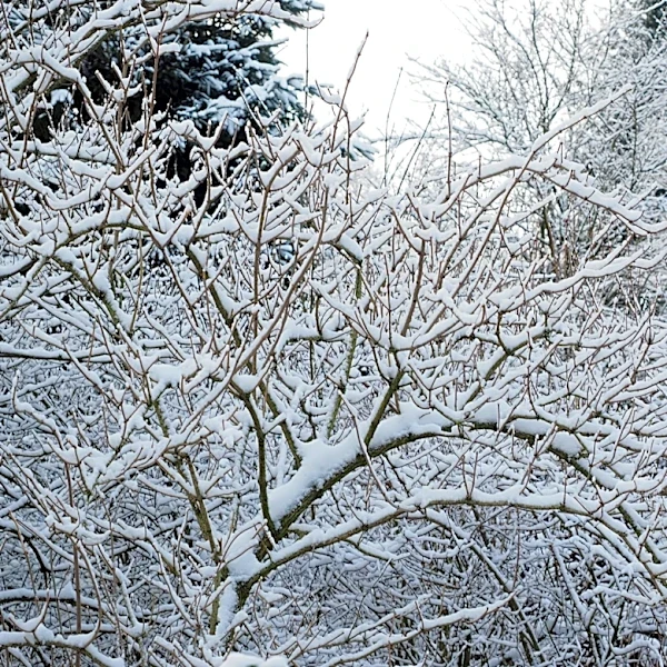 Cold storm brings snow and sharp chill to western U.S.