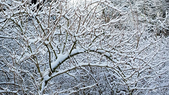 Cold storm brings snow and sharp chill to western U.S.