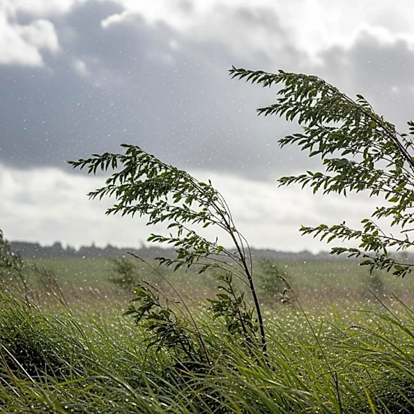 Windy Conditions and Showers Expected in Willmar, MN