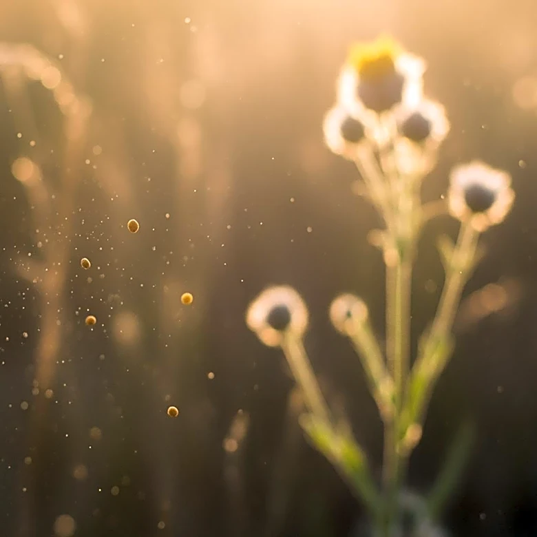 Climate Change Intensifies Hay Fever Symptoms Across the U.S.