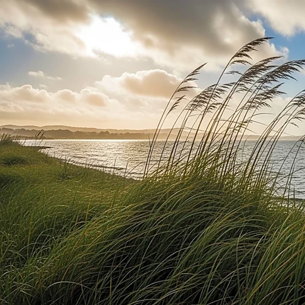 Windy Conditions in San Francisco Bay Area to Ease by Friday