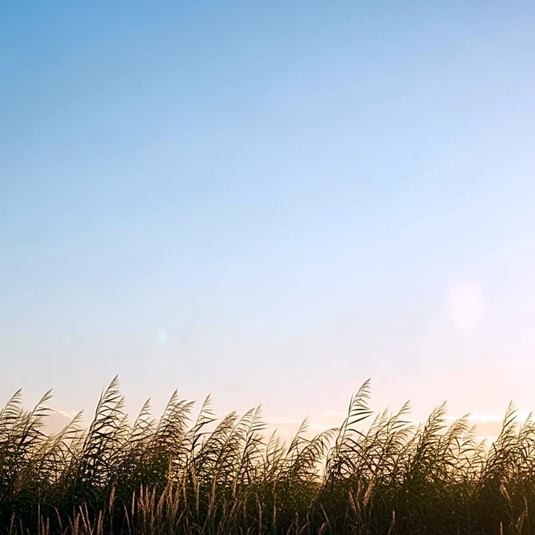 Sacramento Weather Forecast: Clear Skies and Mild Temperatures