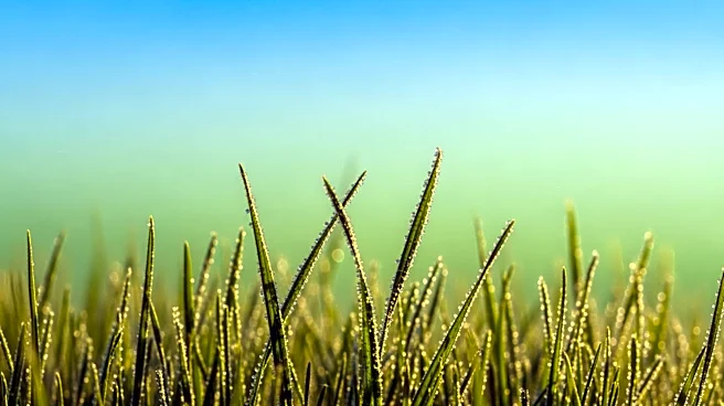 Grass Pollen Alert Issued for Twin Cities Area