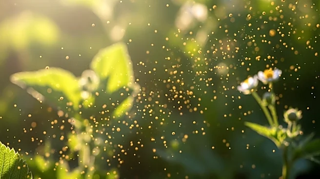 High Pollen Count Expected in Iowa City