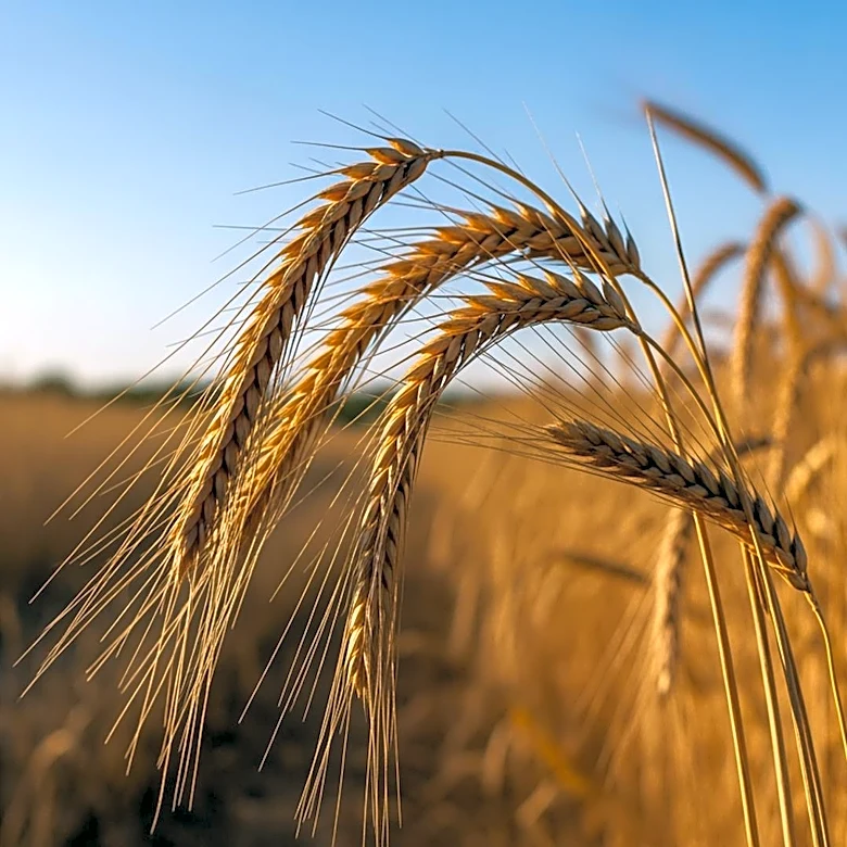South Africa: Dry Weather Forecast for Summer Grains