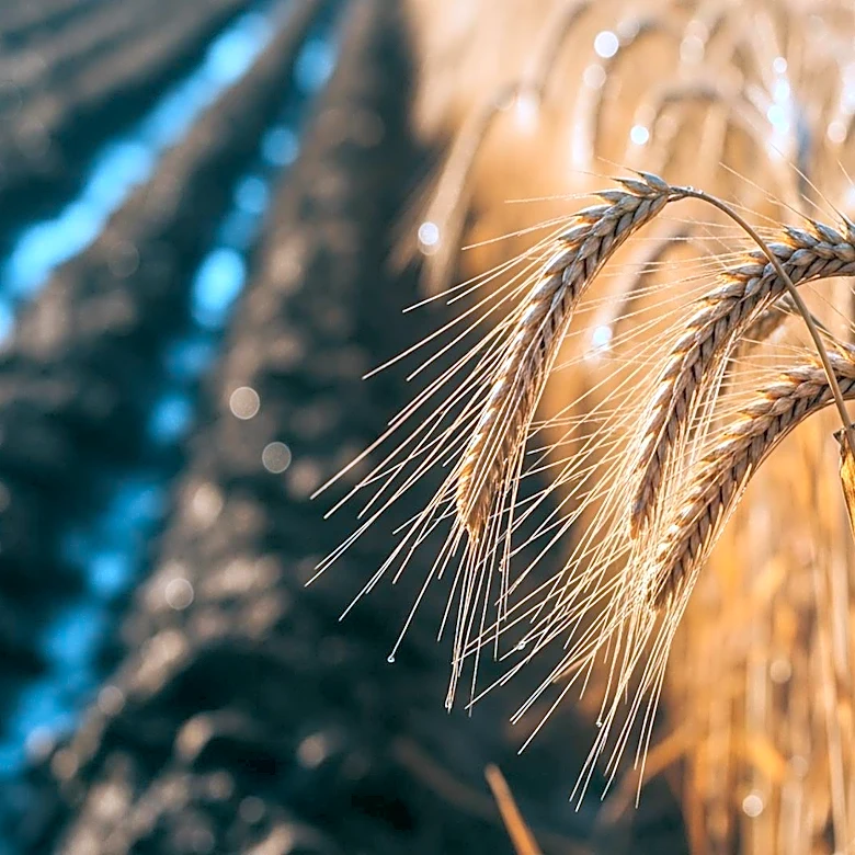 South Africa Faces Dry Forecasts for Summer Grains Amid Wet Field Conditions