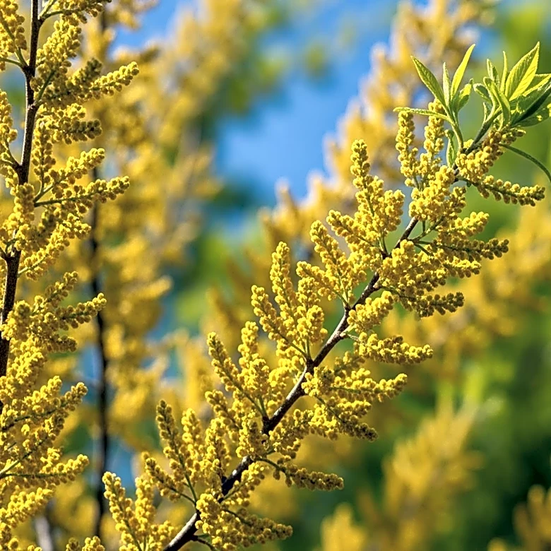 Tree Pollen Alert Issued Amid Rising Levels