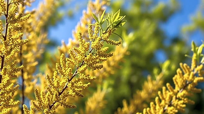 Tree Pollen Alert Issued Amid Rising Levels