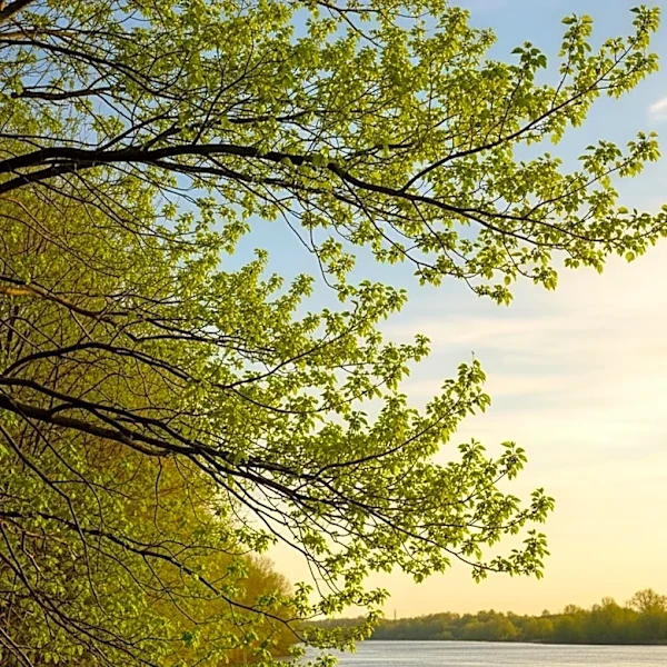 Pittsburgh Weekend Weather Forecast: Mild Conditions Expected