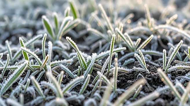 Cold Weather and Mud Damage Pastures, Spring Offers Recovery Opportunity