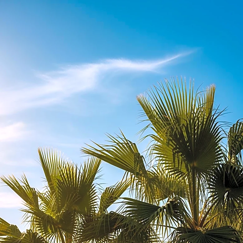 Orlando Weather: Warm and Sunny Conditions Expected for Upcoming Days