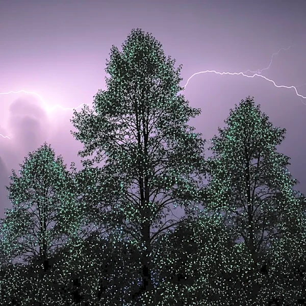 Scientists Capture Treetop Glows During Thunderstorms Across U.S.