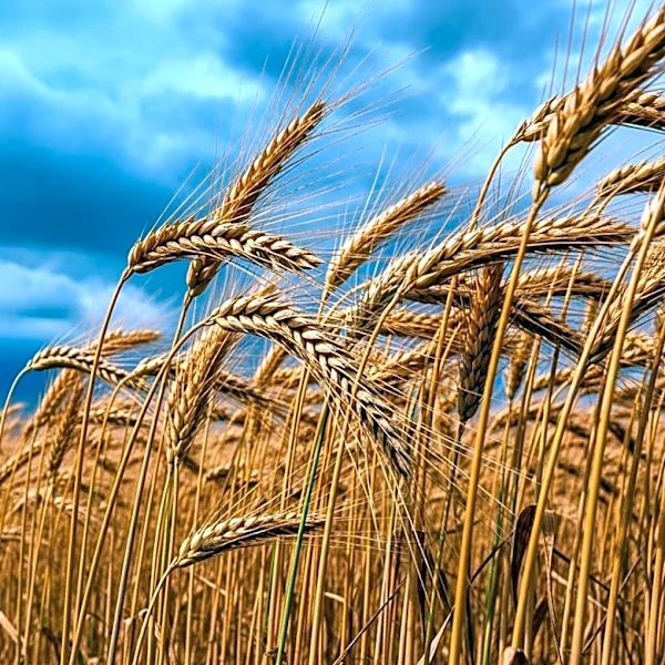 California Agriculture Faces Weather and Policy Challenges in 2026