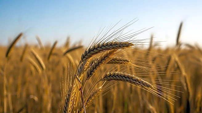 Kansas Wheat Growers Advised to Monitor Rust Threats as Spring Advances