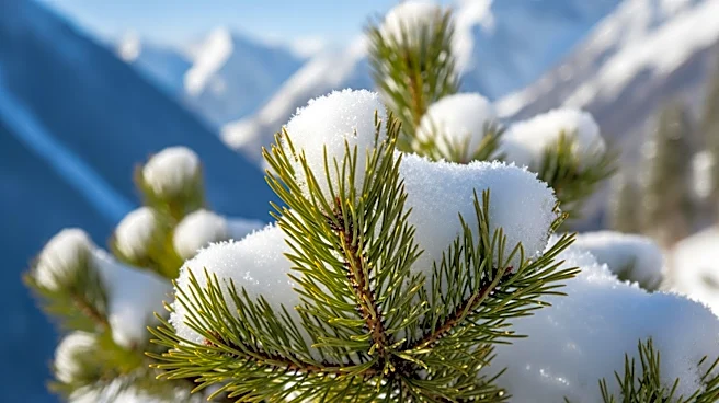 Sierra Snowpack Levels Critical for Water Supply