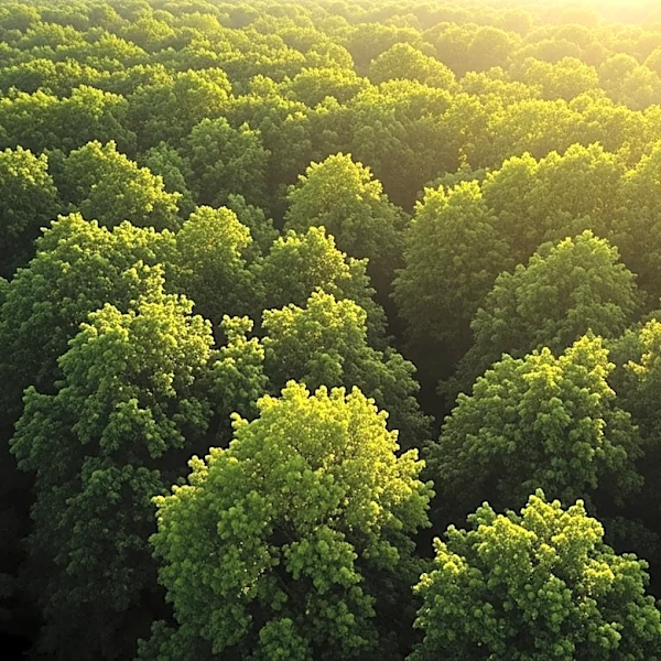 Staten Island Leads NYC in Tree Canopy Coverage Amid Heat Concerns
