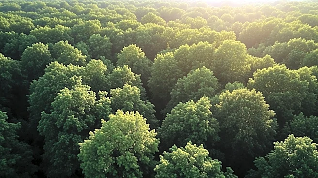 Staten Island Leads NYC in Tree Canopy Coverage Amid Heat Concerns