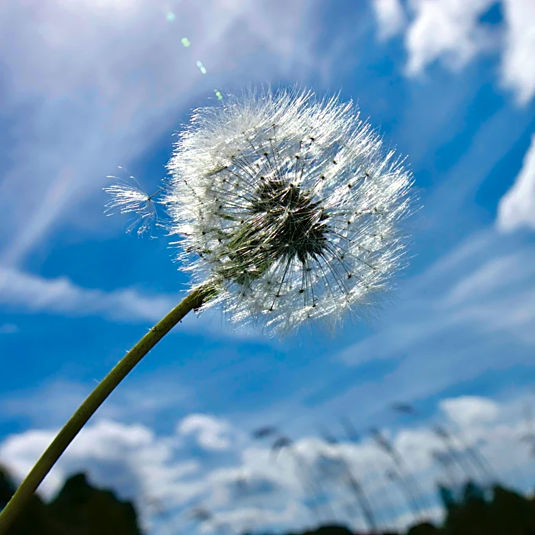 Why allergy symptoms are lasting longer this year?