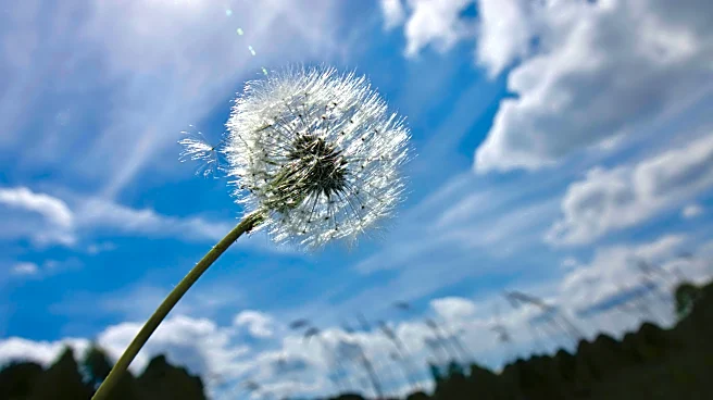 Why allergy symptoms are lasting longer this year?