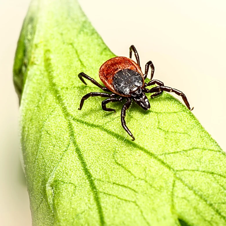 Spring warmth fuels growing tick bite risk nationwide