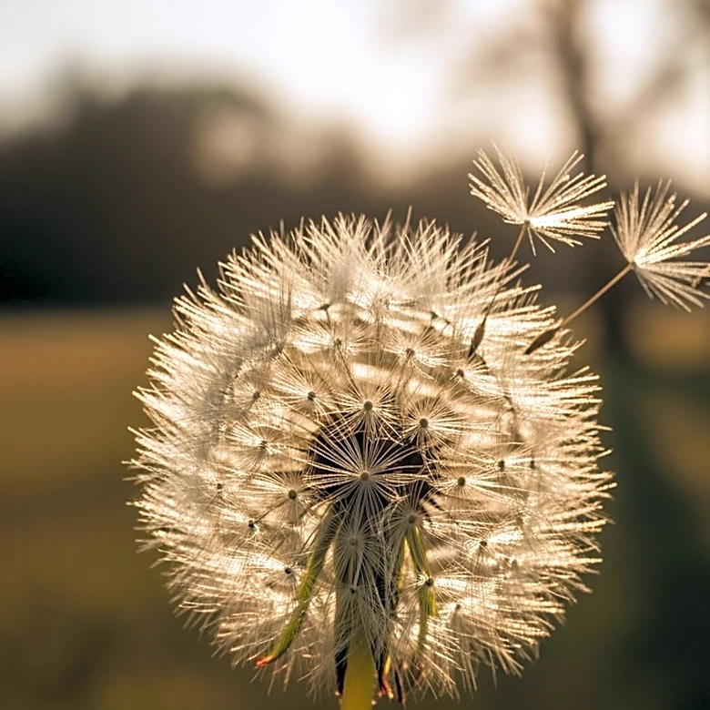 Extended Hay Fever Season Linked to Climate Change in Europe