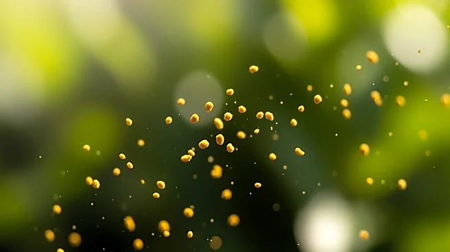 Pollen Count High in Florida: Allergies Expected to Worsen