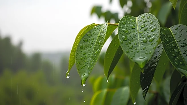 Georgia Faces Weekend Rain as Burn Bans Affect 91 Counties