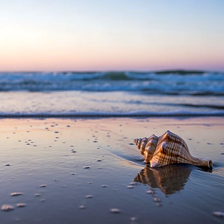 Injured Seal Released Back to Ocean in New Jersey