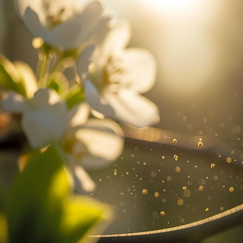 Extended Pollen Season Causes Hay Fever Challenges in the UK