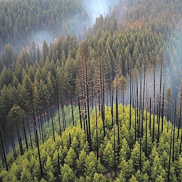Wildfires Devastate Homes in Georgia, Spread in Florida