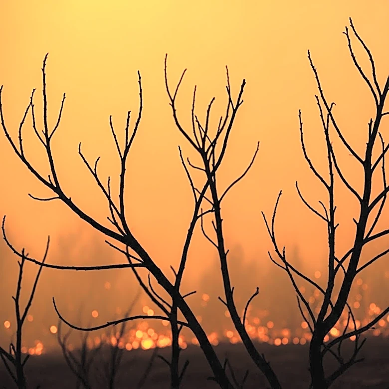 Wildfire Devastates Homes in South Georgia, State of Emergency Declared