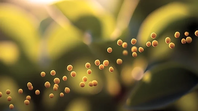 Chicago Faces Unseasonably Warm Weather with High Pollen Levels