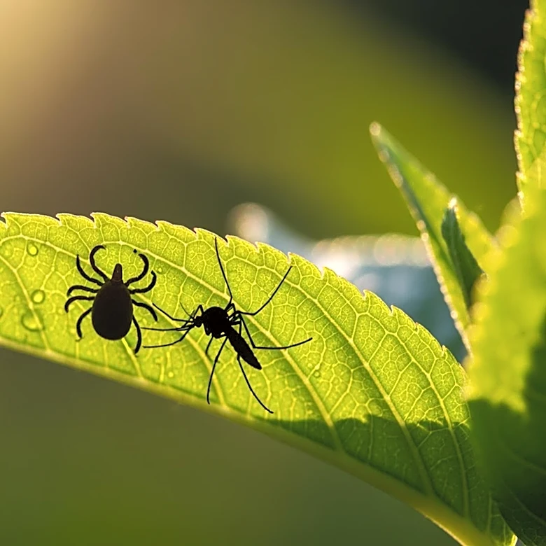 New York City Faces Severe Tick and Mosquito Season Amid Rising Temperatures