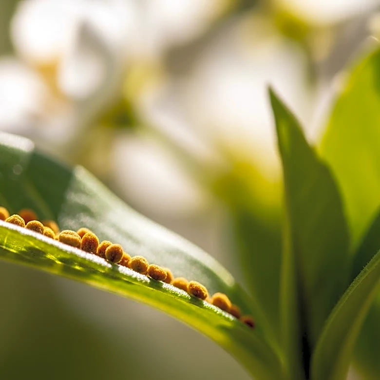 Pollen Levels Rise: Managing Seasonal Allergies