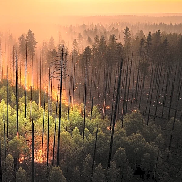 Southern Wildfires Rage Across Florida and Georgia