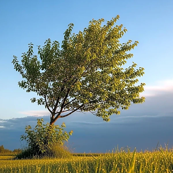 Pleasant Weather in Maryland Before Rain Arrives