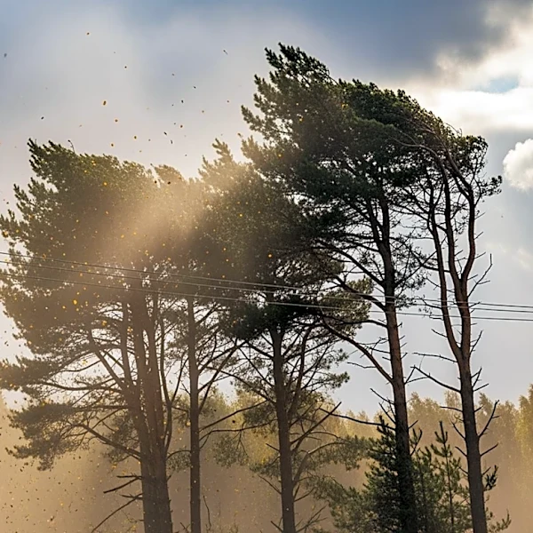 Strong Winds Forecasted Prompt Power Safety Measures in Colorado
