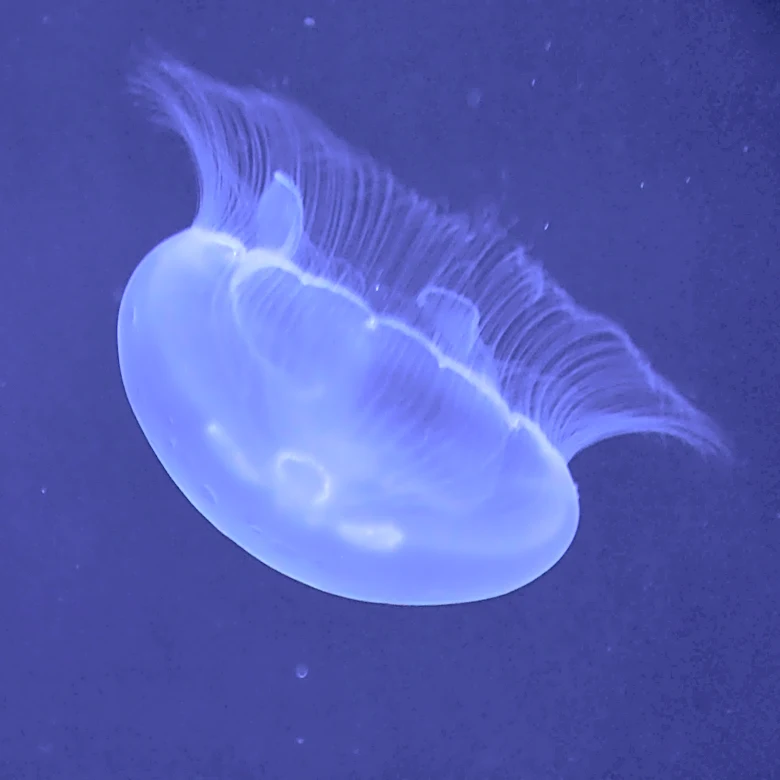 New glowing jellyfish species found off Louisiana