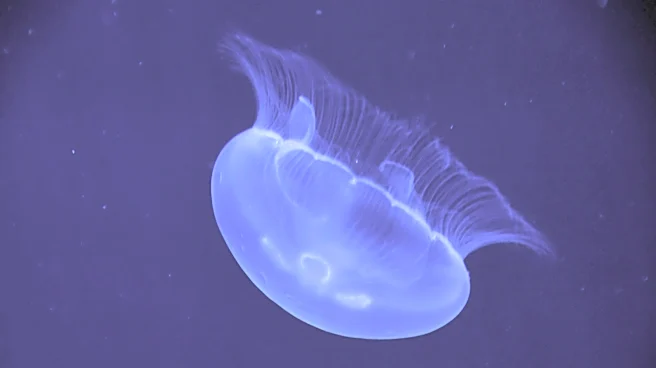New glowing jellyfish species found off Louisiana