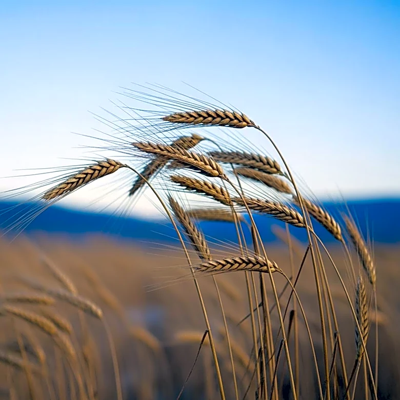 Breezy Winds and Cold Air Settle in Twin Falls, Idaho