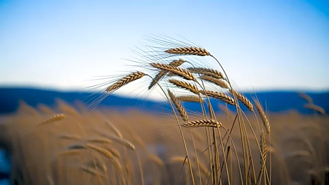 Breezy Winds and Cold Air Settle in Twin Falls, Idaho