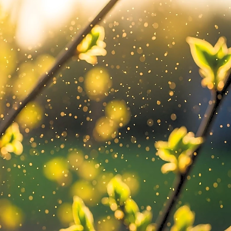 Chicago Faces Pollen Bursts Amid Spring Transition