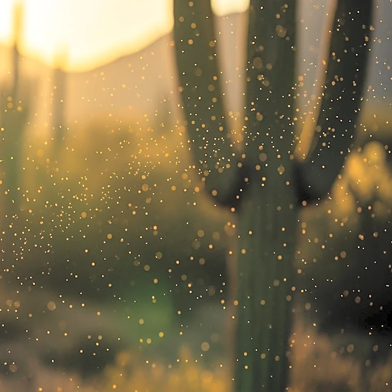 Allergy Season Intensifies in Sonoran Region Amid Rising Pollen Levels
