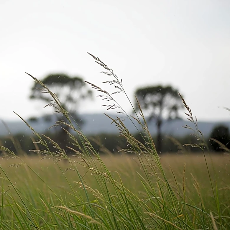 Breezy Conditions and Isolated Showers Expected in Central Florida