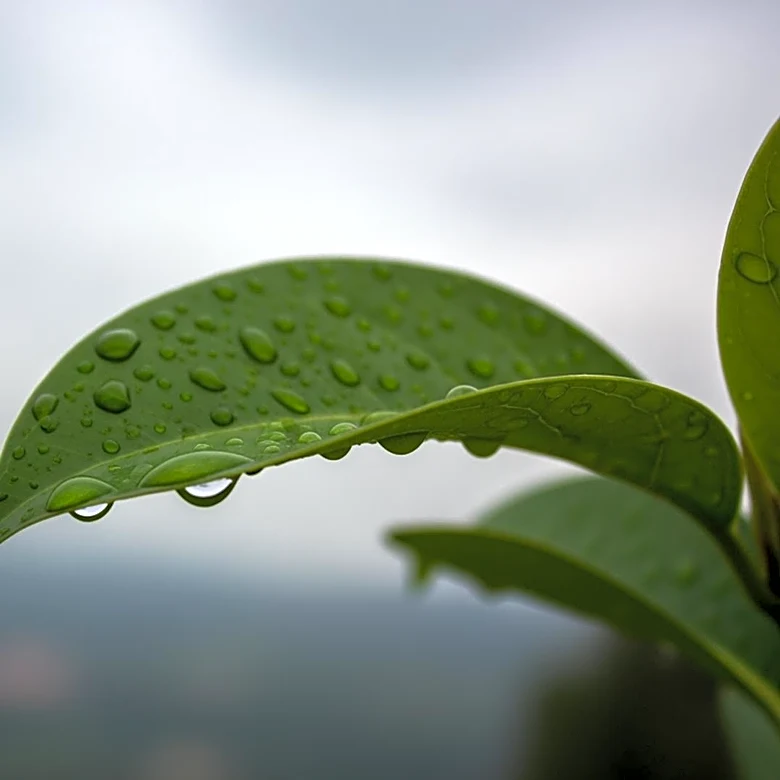 Rainy Conditions Expected in Lafayette, Indiana