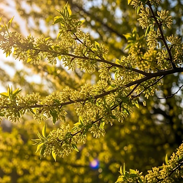 Pittsburgh Weather: Allergy Forecast and Conditions