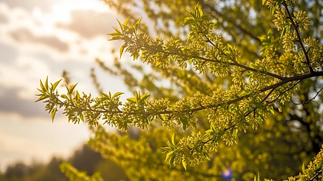 Pittsburgh Weather: Allergy Forecast and Conditions