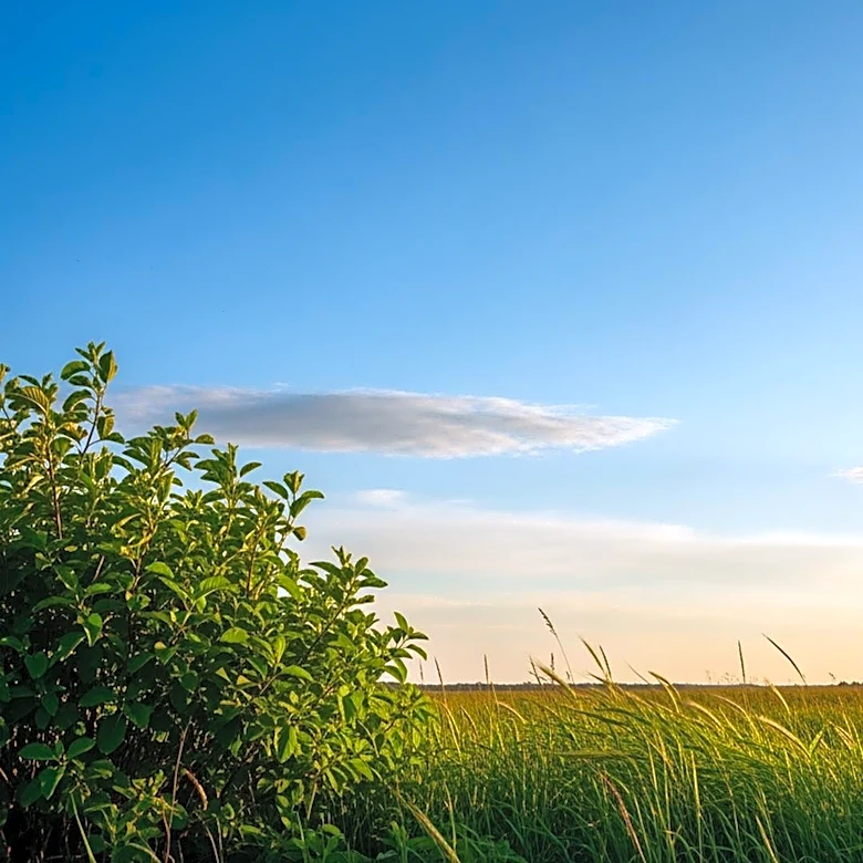 Augusta Weather: Clear Skies and Mild Temperatures Expected