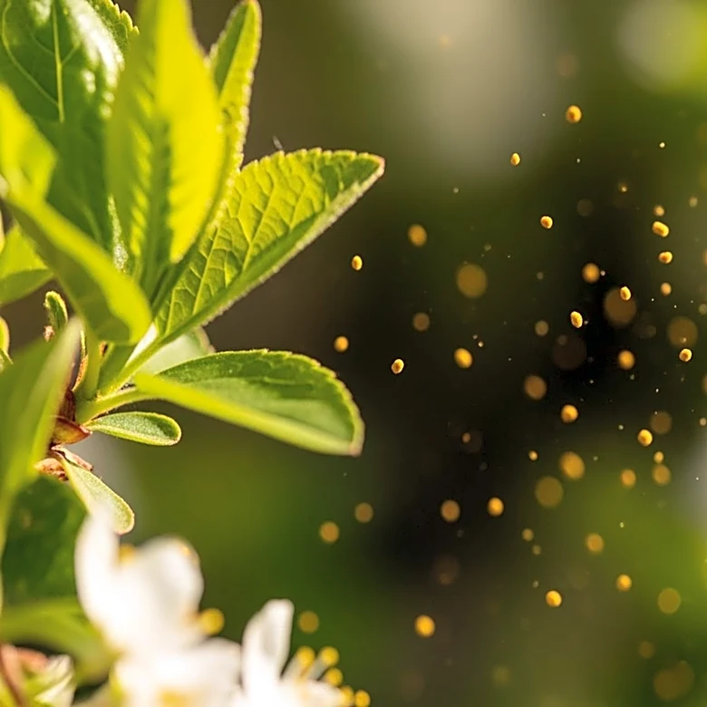 Peachtree City Faces Intense Pollen Bursts Amid Spring