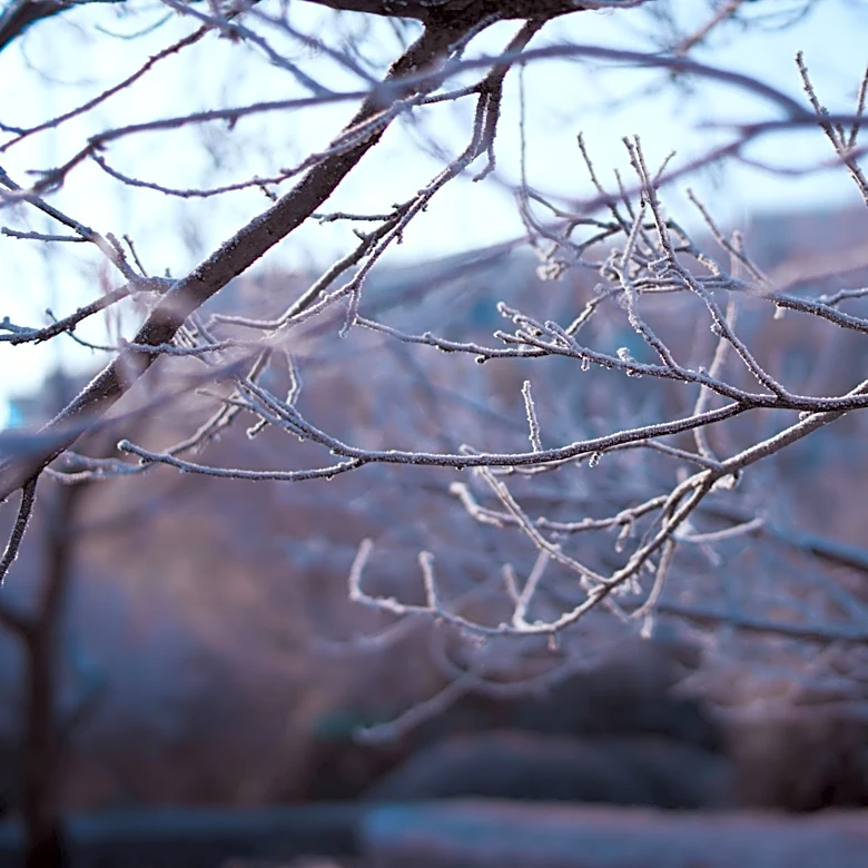 Cold Blast Returns: Frost Risk for Midwest, Northeast